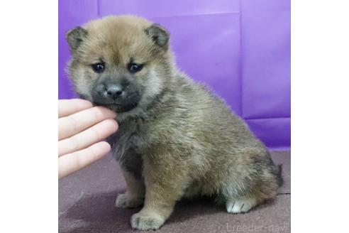成約済の愛知県の柴犬-368539の3枚目